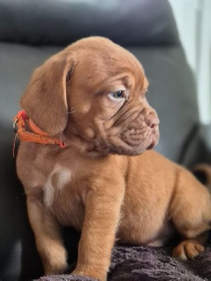 CHIOT mâle orange 